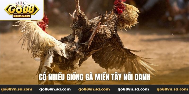 Có nhiều giống gà miền Tây nổi danh