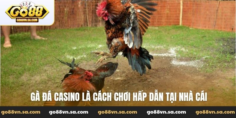 Gà đá casino là cách chơi hấp dẫn tại nhà cái