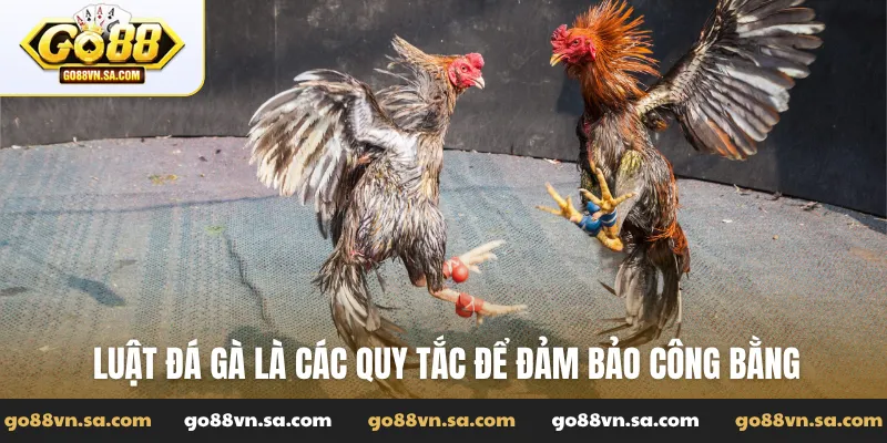 Luật đá gà là các quy tắc để đảm bảo công bằng