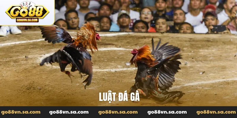 Luật đá gà