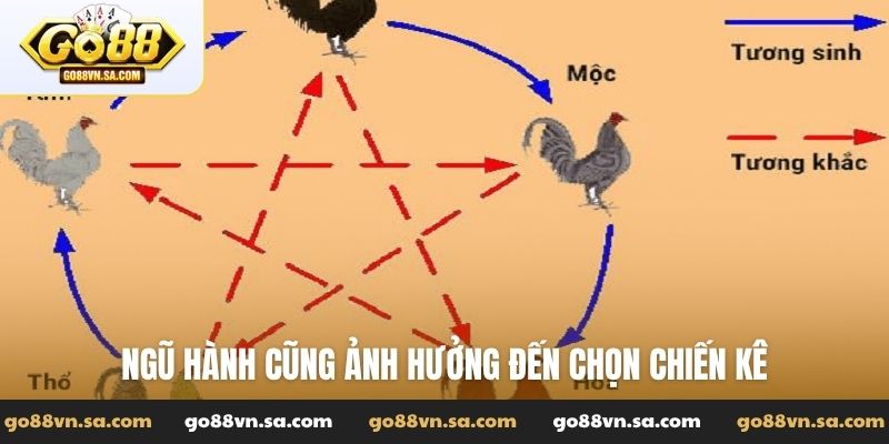 Ngũ hành cũng ảnh hưởng đến chọn chiến kê