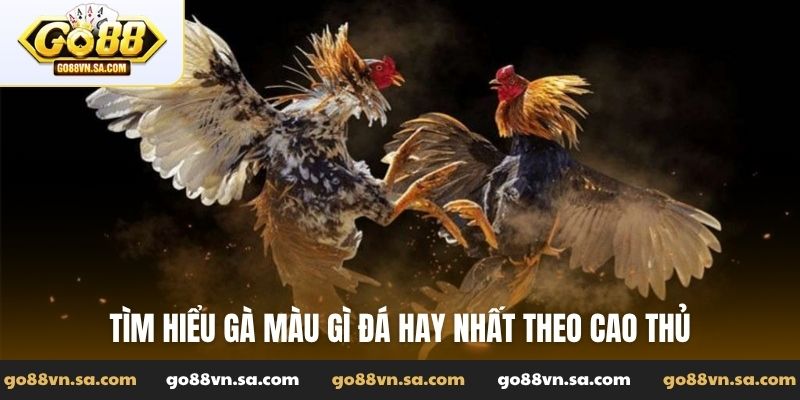 Tìm hiểu gà màu gì đá hay nhất theo cao thủ
