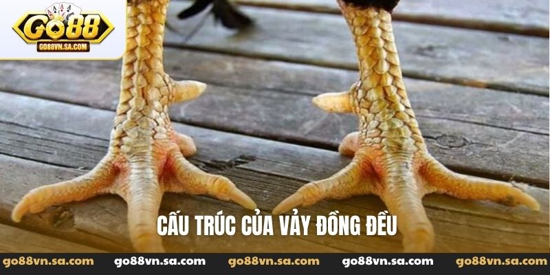 Cấu trúc của vảy đồng đều