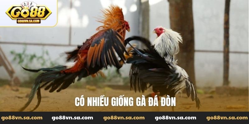 Có nhiều giống gà đá đòn