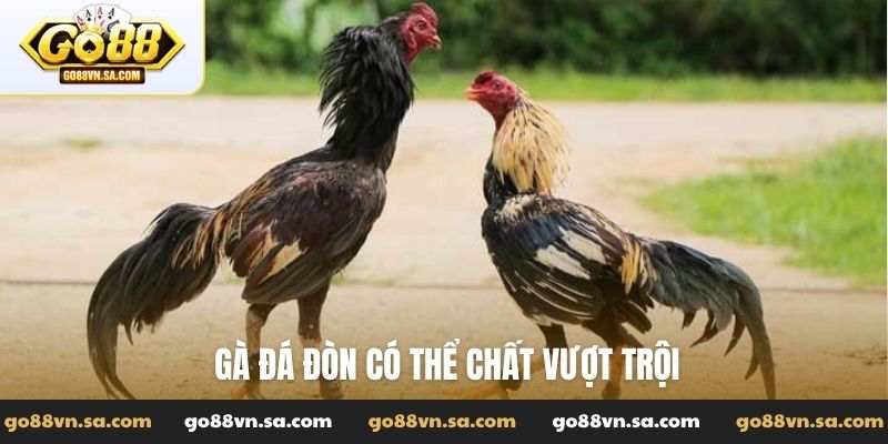 Gà đá đòn có thể chất vượt trội