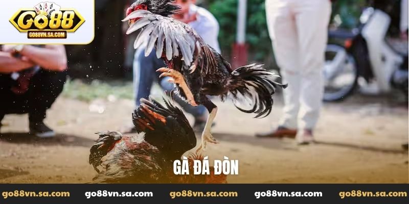 Gà đá đòn