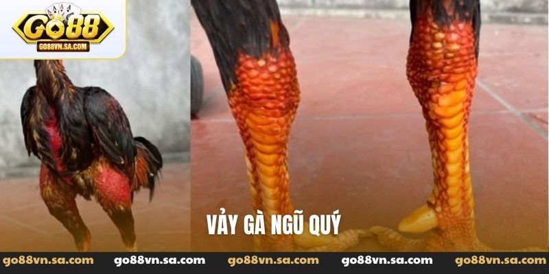 Vảy gà ngũ quỷ