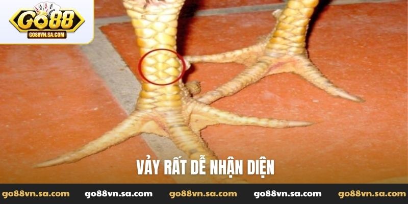Vảy rất dễ nhận diện